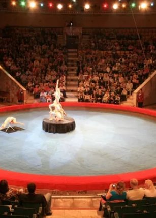 НеЦиркАрена